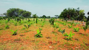 Kapila Farmlands