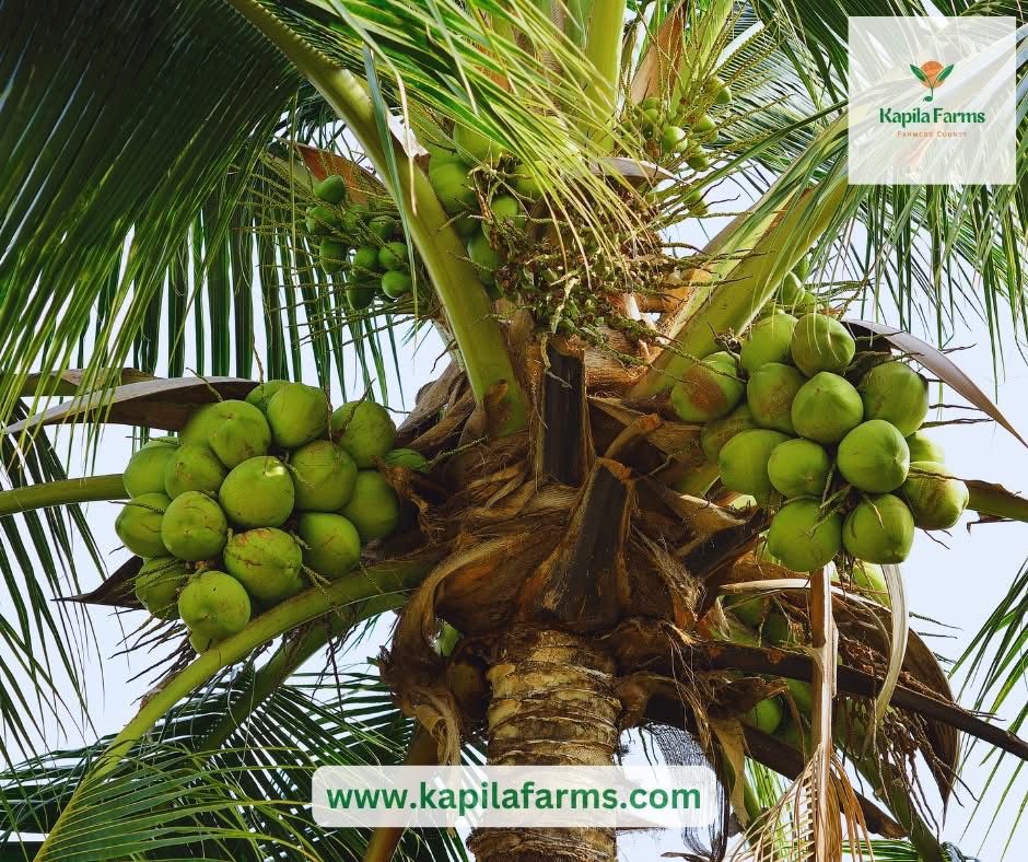 Coconut Farming