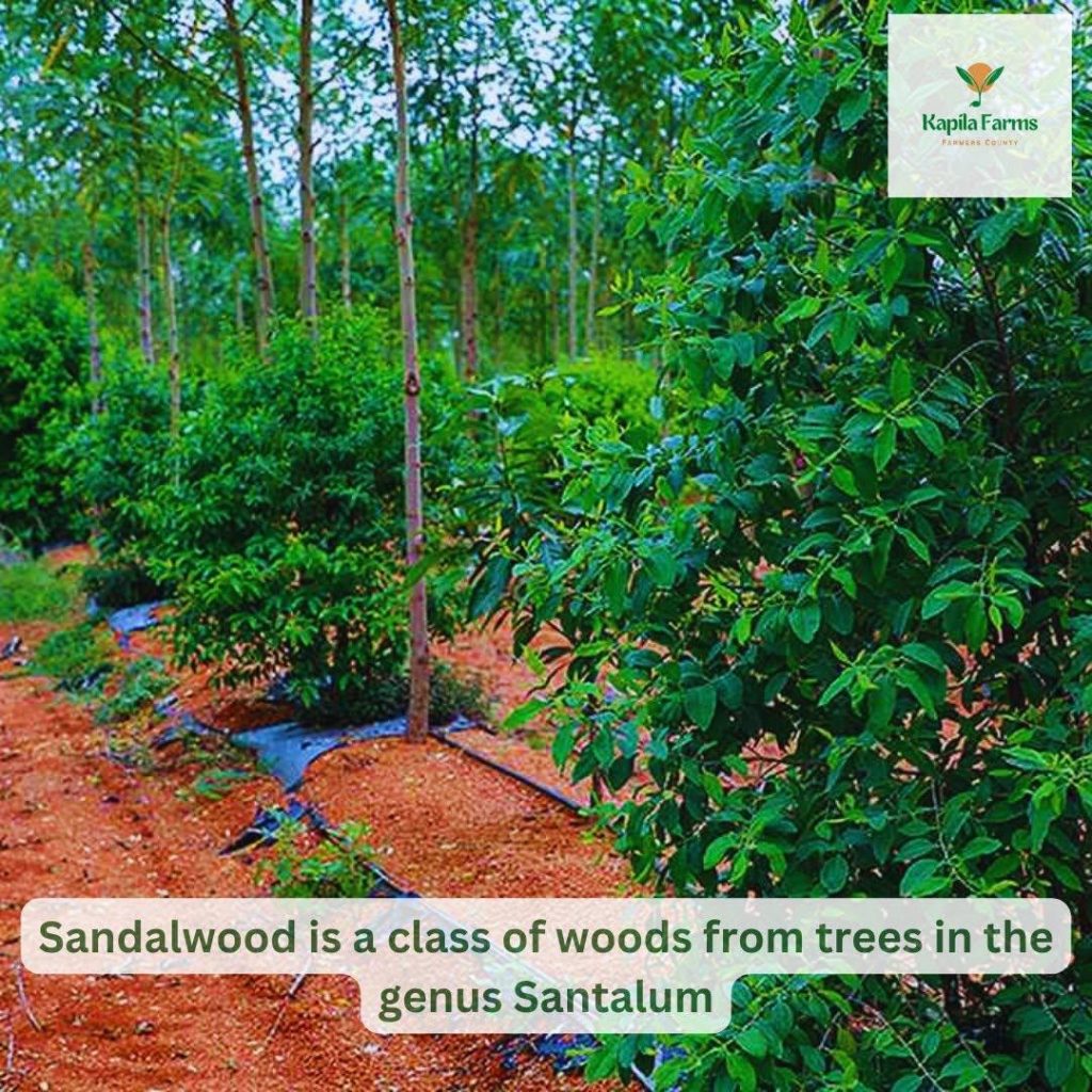 Sandalwood Farming – KapilaFarms – Managed Farmland In Mysore